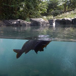 8/12/2022 - Tiger Pool