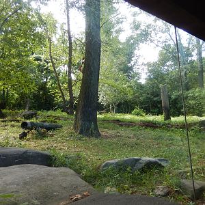 8/12/2022 - Tiger Habitat #1