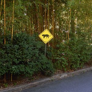 8/12/2022 - Tiger Crossing