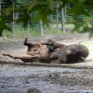 8/12/2022 - Dust Bath