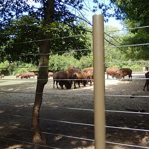 8/12/2022 - American Bison Habitat