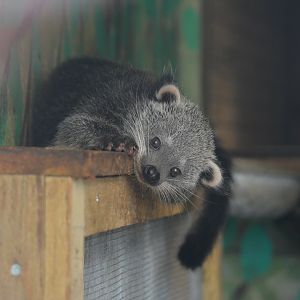 baby Binturong 11/11/2022
