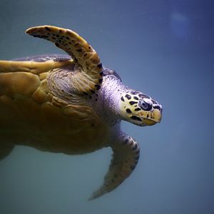 Hawksbill Sea Turtle (Eretmochelys imbricata)