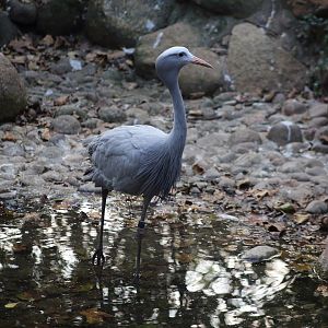 Blue Crane