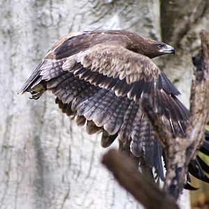 Steppe Eagle Flying