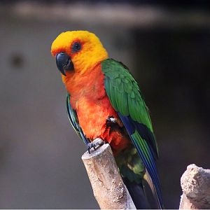 Jandaya Parakeet