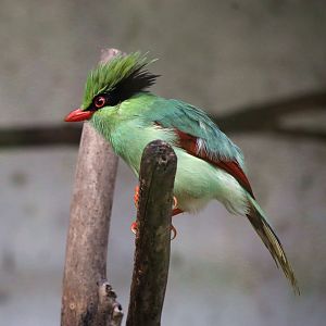 Indochinese Green Magpie (Cissa hypoleuca)