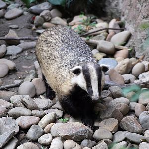 Asian Badger (Meles leucurus)