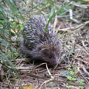 Amur Hedgehog (Erinaceus amurensis)