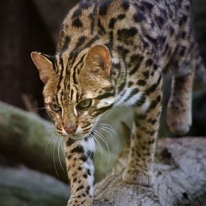 Leopard Cat