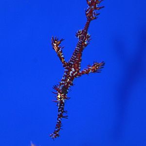 Harlequin ghost pipefish (Solenostomus paradoxus)