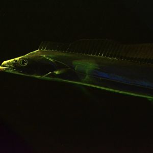 Largehead hairtail (Trichiurus lepturus)