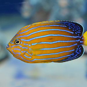 Blue-striped angelfish (Chaetodontoplus septentrionalis)