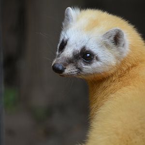 Japanese marten (Martes melampus melampus)