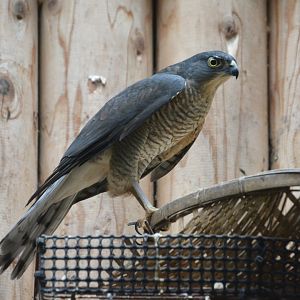 Japanese sparrowhawk (Accipiter gularis gularis)