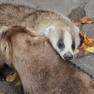 Japanese badger (Meles anakuma)
