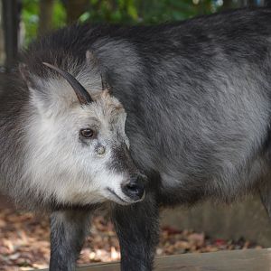 Japanese serow (Capricornis crispus)
