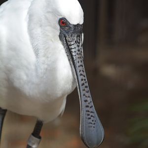 Black-faced spoonbill (Platalea minor)