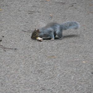 Eastern grey squirrel, Phoenix Park, Dublin