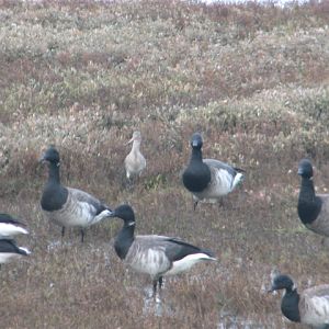 Brent geese, North Bull Island, Dublin