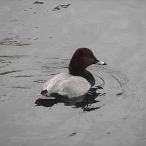 Common pochard, Phoenix Park, Dublin