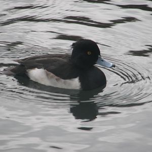 Tufted duck, Phoenix Park, Dublin