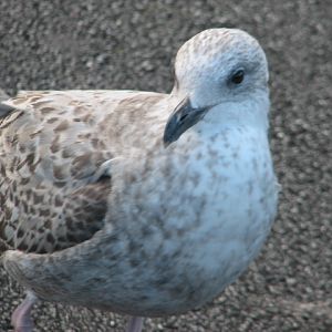 Juvenile European herring gull, Howth Peninsula, Dublin