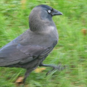 Western jackdaw, Phoenix Park, Dublin