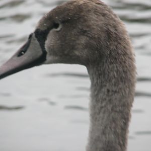 Juvenile swan, Phoenix Park, Dublin