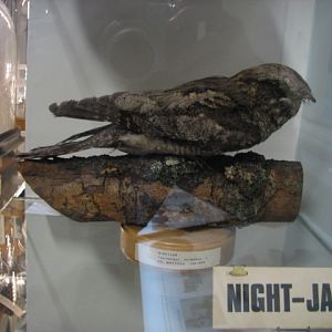 European nightjar