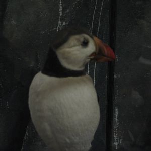 Atlantic puffin