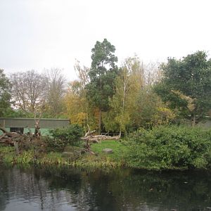 Celebes crested macaque island
