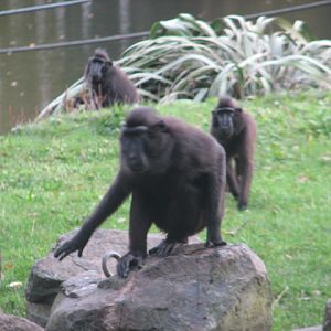 Sulawesi crested macaques