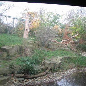 Indian lion exhibit