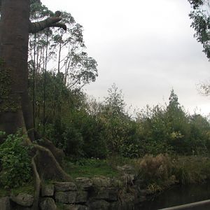 Bornean orangutan island