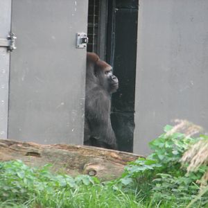 Western lowland gorilla