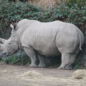 White rhino