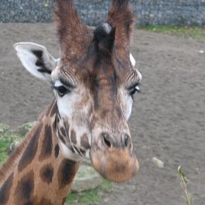 Rotschild's giraffe