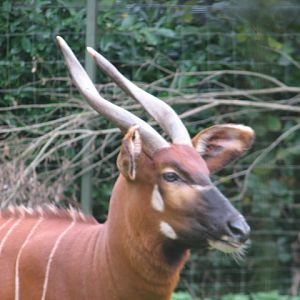 Eastern bongo 3