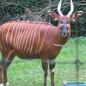 Eastern bongo 1