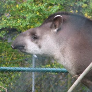 S-American tapir