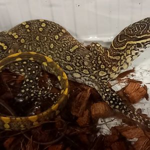 Nile monitor - juvenile