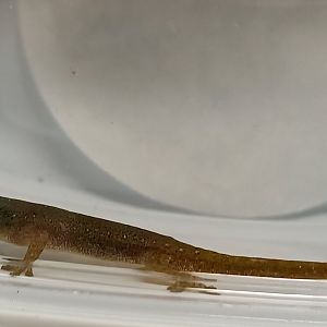 Lygodactylus conraui