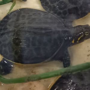 Apalone ferox - juvenile