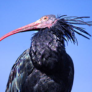 Waldrapp - Marwell Zoological Park 2022