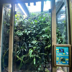 Tropical Realm - Blue poison dart frog and Emerald tree boa exhibit 221022