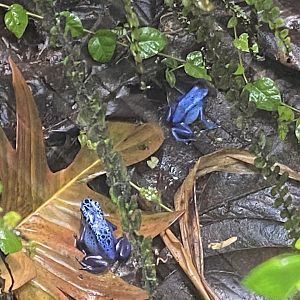 Tropical Realm - Blue poison dart frogs 221022