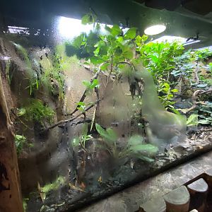 Tropical Realm - Golden mantella exhibit 221022