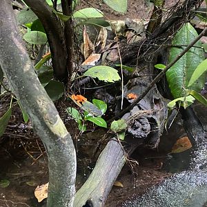 Tropical Realm - Golden mantellas 221022