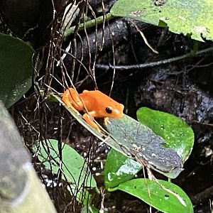 Tropical Realm - Golden mantella 221022